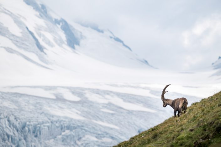 Steinbock, Hohe Tauern