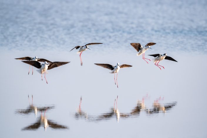 Stelzenläufer, Nationalpark Neusiedlersee, Österreich