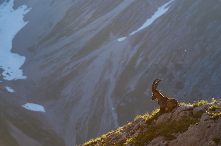 Steinbock, Lechtaler Alpen, Tirol, Österreich