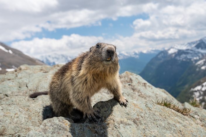 Murmeltier, Nationalpark Hohe Tauern, Österreich