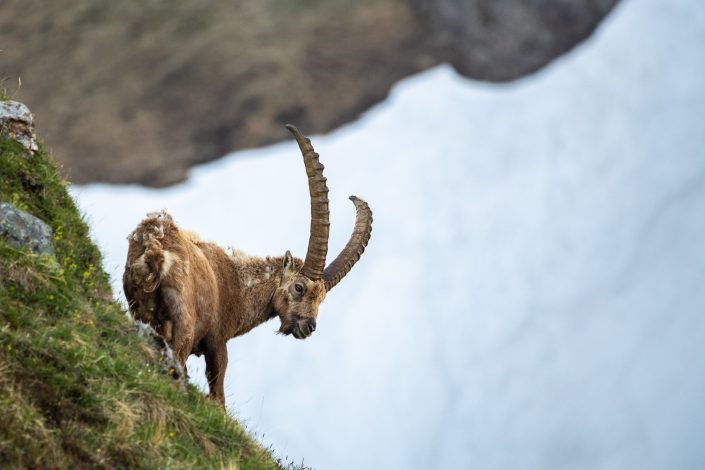 Steinbock, Nationalpark Hohe Tauern, Österreich