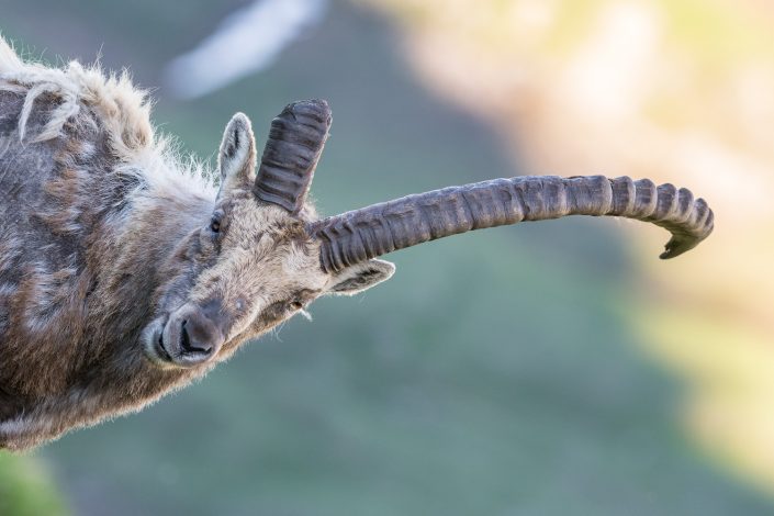 Einhörner Steinbock, Hohe Tauern, Österreich