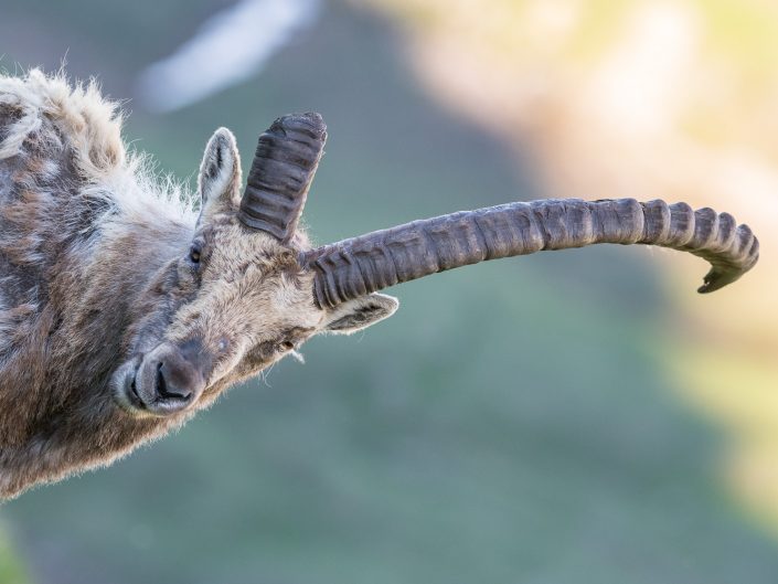 Tierfotografie in Österreich