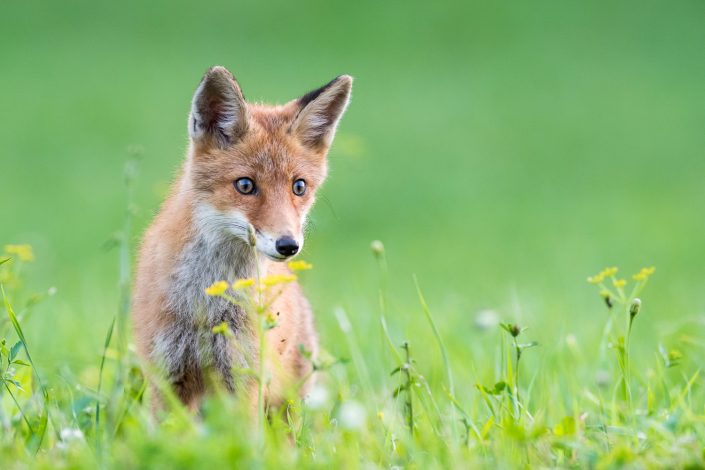 Junger Fuchs, Tierfoto, Österreich