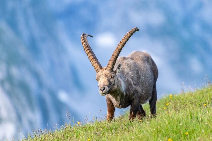 Steinbock, Salzburg