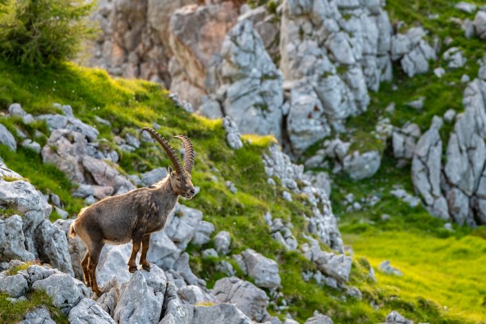 Steinbock, Schneibstein, Salzburg, Österreich