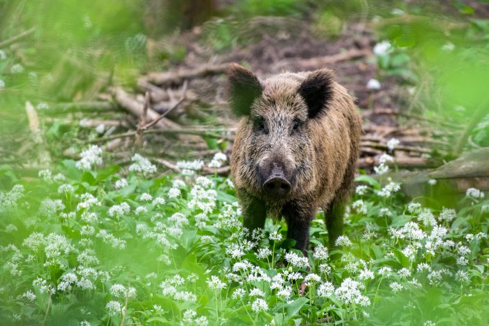 Wildschwein Antheringer Au, Salzburg, Österreich