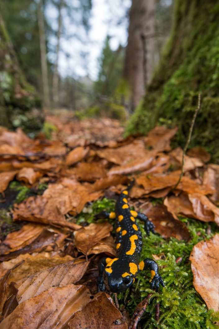 Feuersalamander, Salzburg, Österreich