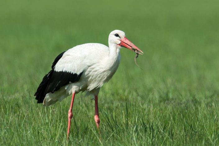 Storch mit Beute, Nationalpark Neusiedlersee, Österreich