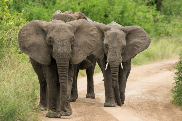 Elefanten auf Straße, Uganda