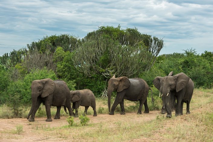 Elefanten, Uganda