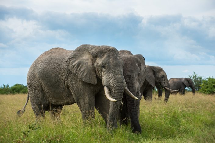 Elefanten im Queen Elizabeth Nationalpark