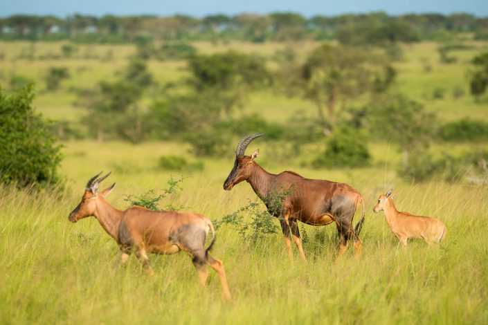 Topis im Queen Elizabeth Nationalpark