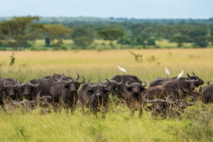 Büffelherde im Queen Elizabeth Nationalpark, Wildlife, Uganda