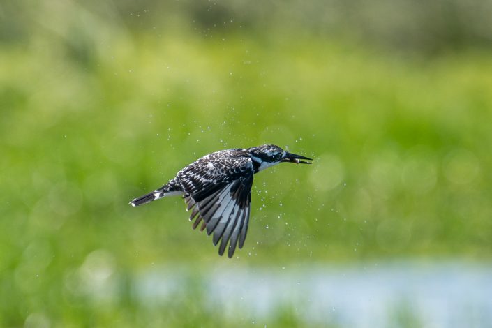 Kingfisher mit gefangenem Fisch im Flug, Uganda