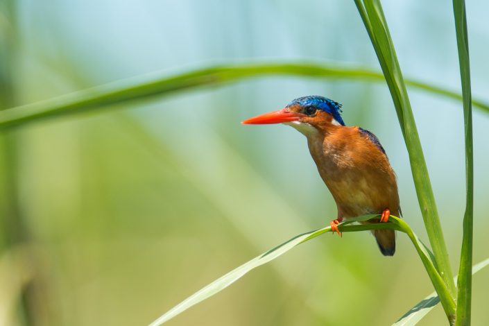 Kingfisher, Uganda