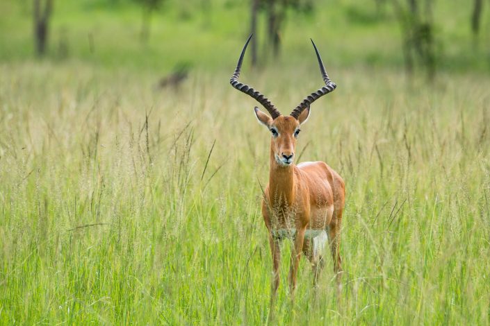 Impala, Lake Mburo Nationalpark, Uganda