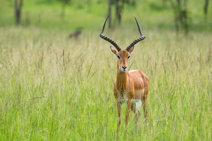 Impala, Lake Mburo Nationalpark, Uganda