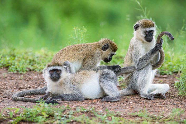 Grüne Meerkatzen bei der Fellpflege