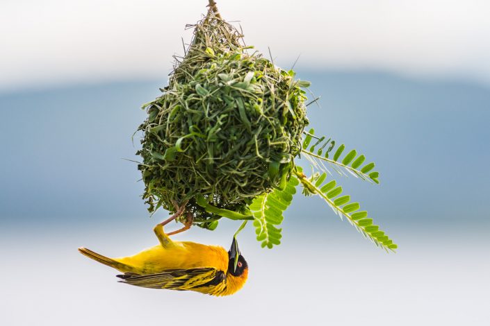 Webervogel beim Nestbau, Lake Mburo Nationalpark, Uganda