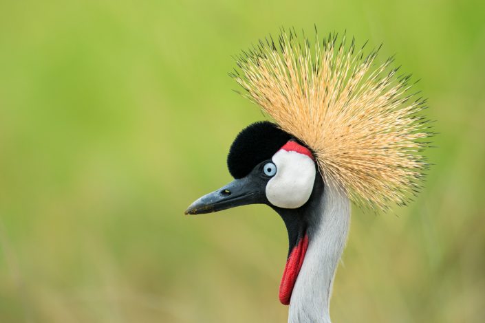 Kronenkranich, Uganda