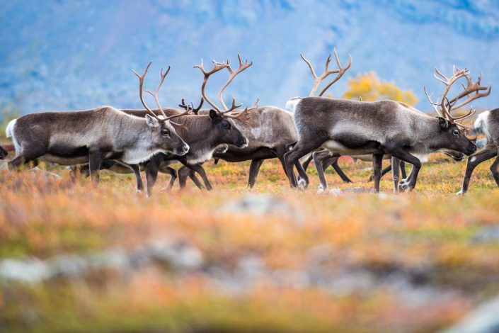 Rentiere im Stora Sjöfallet Nationalpark