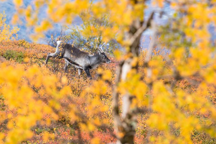 Rentier, Lappland, Herbst