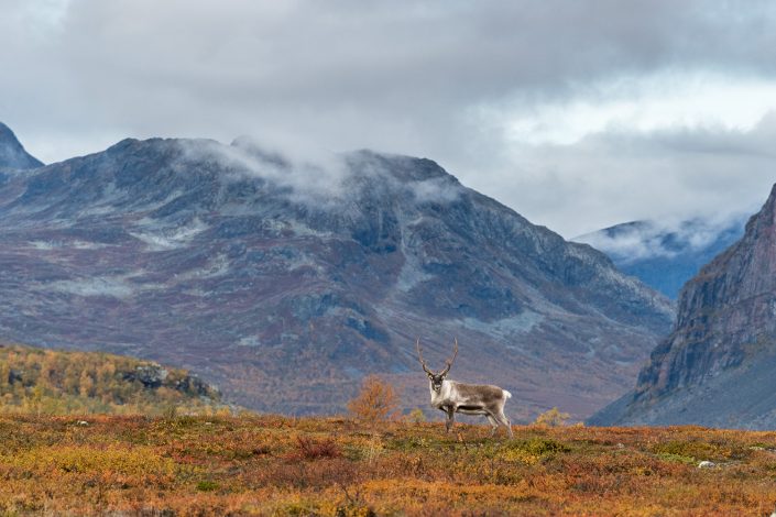 Rentier im Stora Sjöfallet Nationalpark