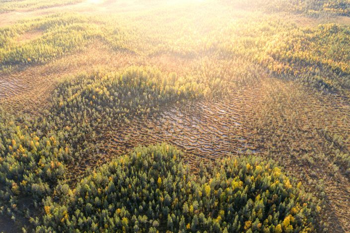 Moorlandschaft in Lappland, Muddus Nationalpark