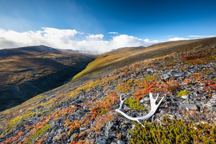 Rentiergeweih in Berglandschaft, Lappland, Schweden