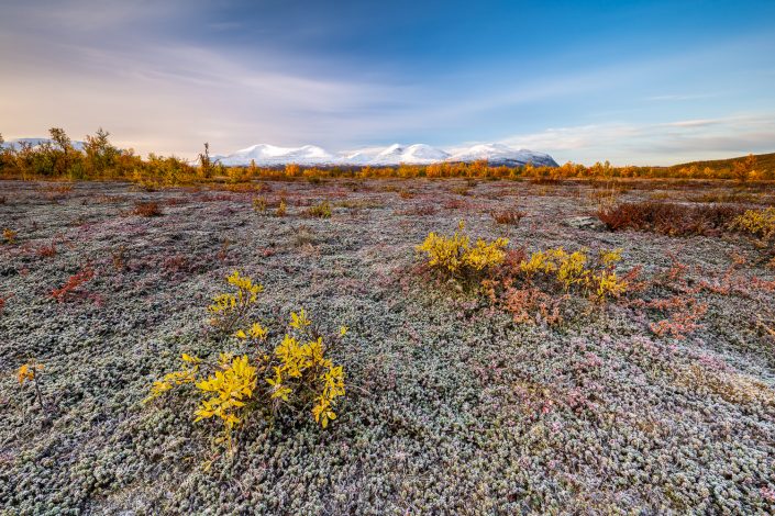 herbstliche Tundra, Abisko Nationalpark, Landschaftsfotografie Schweden