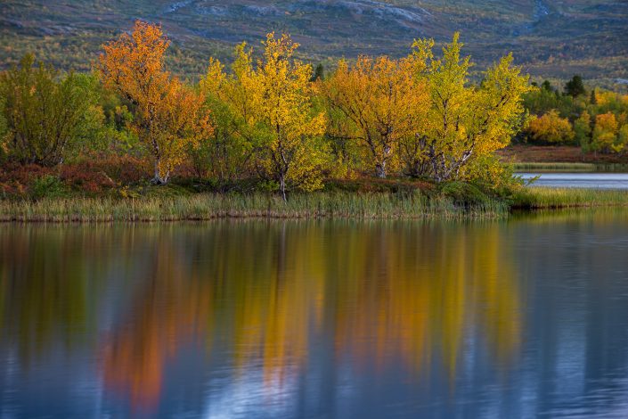 bunte Birken spiegeln sich in See, Abisko, Schweden