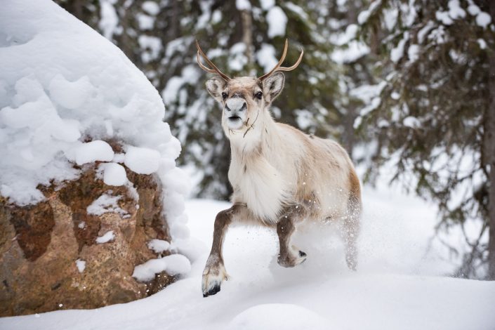 Rentier läuft im Schnee, Lappland, Tierfotografie