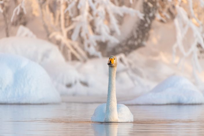 Singschwan, Winter, Muonio, Finnland