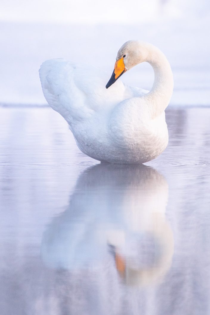 Singschwan mit Spiegelung, Muonio, Lappland