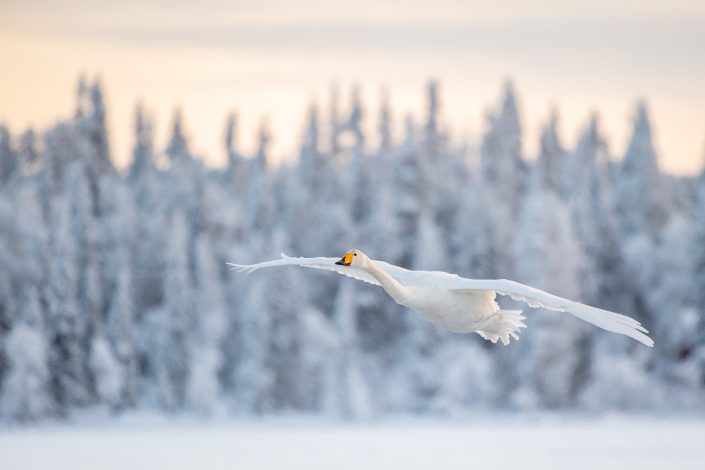 Singschwan im Flug, Lappland, Finnland