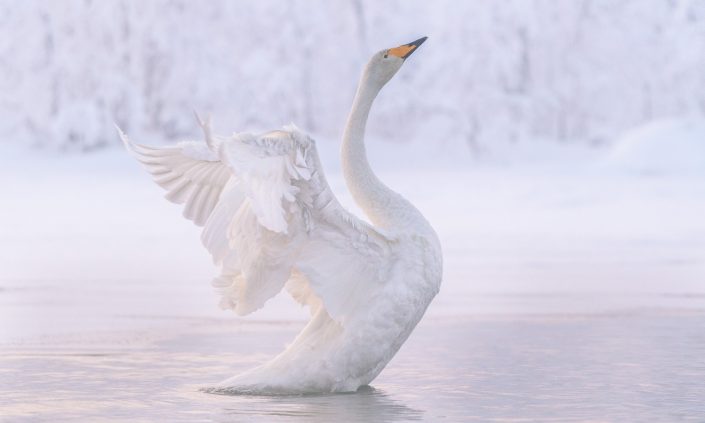 Singschwan, Muonio, Finnland