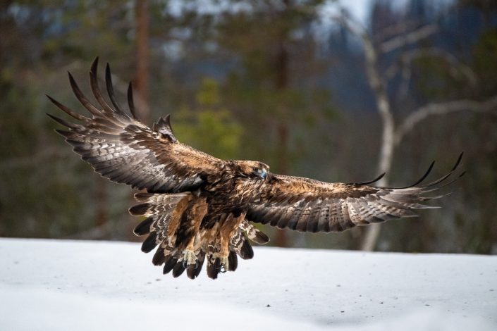 Steinadler, Oulanka Nationalpark