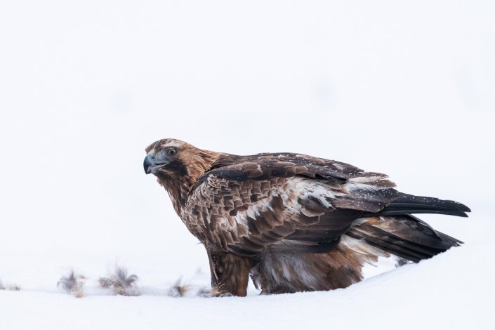 Steinadler mit Beute, Wildlife Fotografie, Finnland