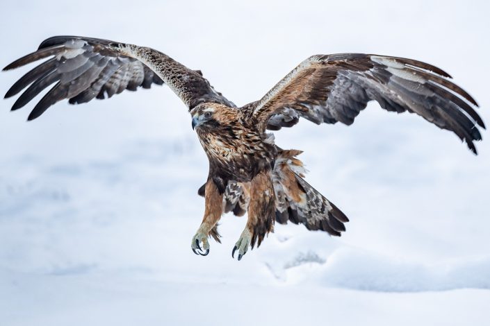 Steinadler im Flug, Kuusamo, Finnland