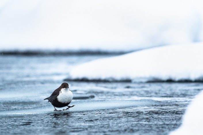 Wasseramsel an Fluss, Finnland