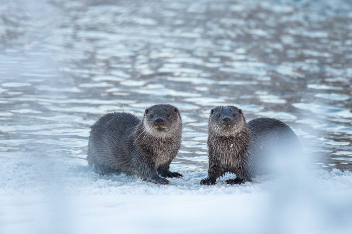 Otter im Winter, Muonio, Lappland, Finnland