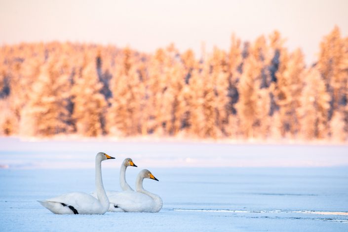 Singschwäne auf gefrorenem See, Finnland