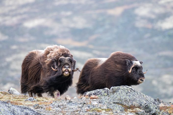 Moschusochsen im Dovrefjell, Norwegen