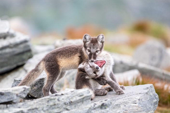 Junge Polarfüchse, Wildlife Fotografie, Dovrefjell, Norwegen