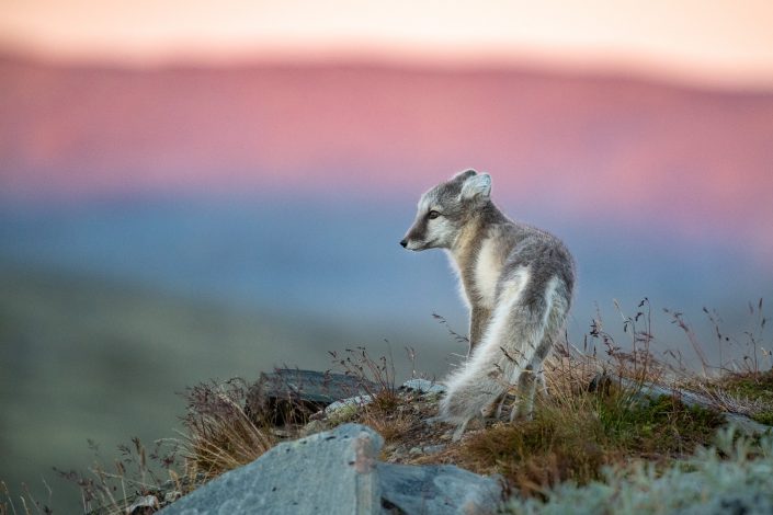 Polarfuchs, Dovrefjell Nationalpark, Norwegen