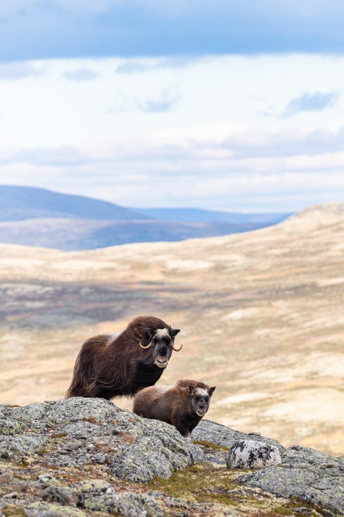 Moschusochsen im Fjell, Dovrefjell Nationalpark, Norwegen