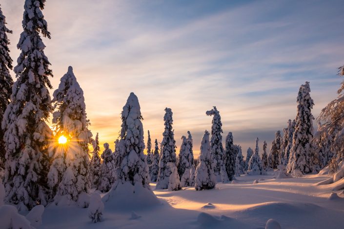 Sonnenuntergang in verschneiten Wald, Riisitunturi Nationalpark, Finnland