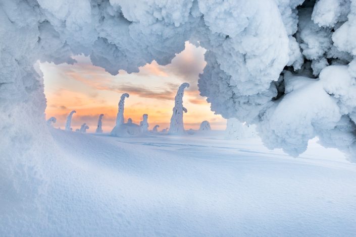 verschneite Bäume bei Sonnenuntergang, Riisitunturi Nationalpark, Lappland