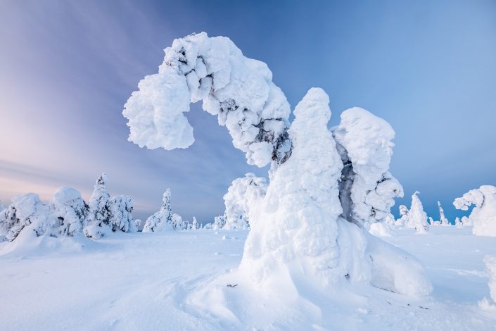 Verschneiter Baum, Riisitunturi Nationalpark